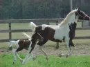 Pretty Horses