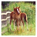 Pretty Horses