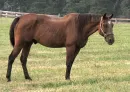Pretty Horses