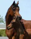 Pretty Horses