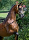 Pretty Horses