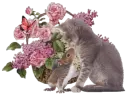 Cat Flowers Butterfly
