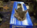 Cute kittens in box