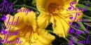 Yellow Flowers