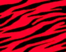 zebra plane