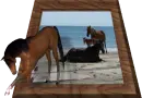 horses