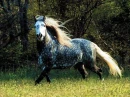 Pretty Horses