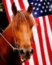 Pretty Horses