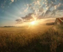 Corn Field