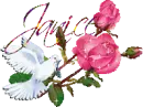 White dove pink roses - Janice