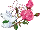 White dove pink roses - Lizzy