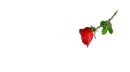 allah