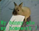 My bunny ate my homework