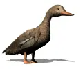 bird