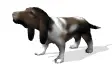 animal