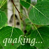 quaking aspen