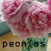 peonies