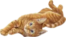 cute kitty