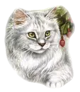 white cat