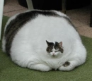 fat cat
