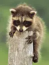 animal