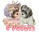 Evelyn