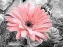 pink dasiy