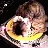 DJ cat