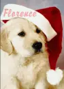 Florence Puppy