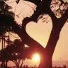 Love tree