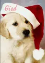 Gied Puppy
