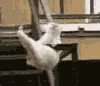 Olympic Cat