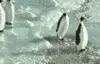 Owned Penguin