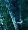 Spider Monkey