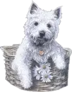 dog,basket