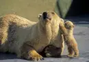 polar bears