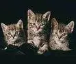 Sweet kitties