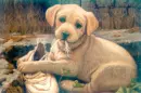 puppy