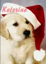 Katerina Puppy