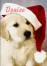 Denise Puppy