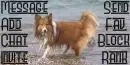 Sheltie on Beach