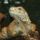 Iguana