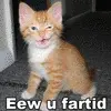 young cat