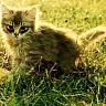 kitten