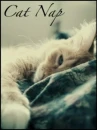 sleeping cat