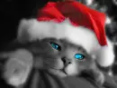 blu eyes
