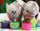 pigs!