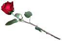 Rosa Roja