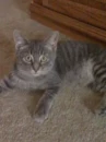 cats