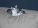 cats